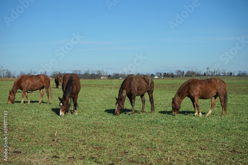 horses in the meadow