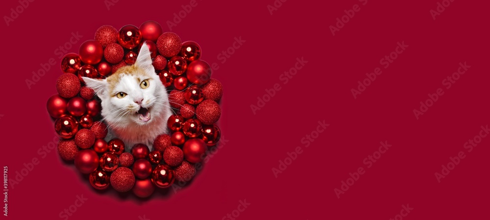 Funny cat peeking through a red Christmas wreath. Panoramic image with copy space.