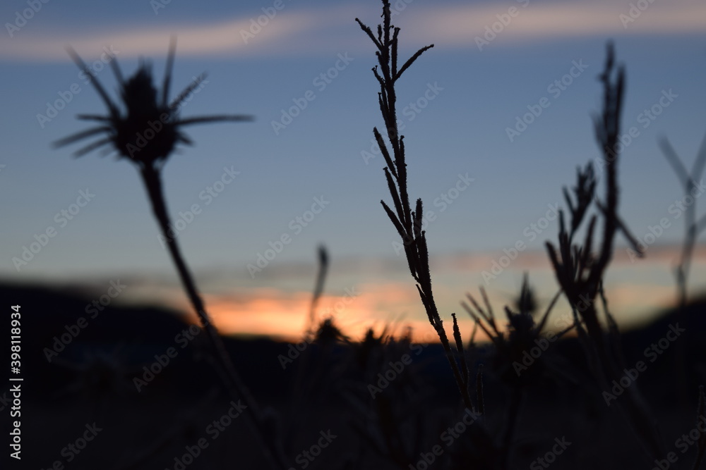 Obraz premium sunrise through the grass