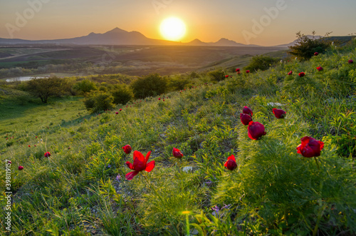 Fototapeta Naklejka Na Ścianę i Meble -  Beautiful flowers peonies in nature at the evening sunset. Delicate tranquility is a delightful artistic image of nature. Beshtau mountains, Mashuk, Pyatigorsk, Russia