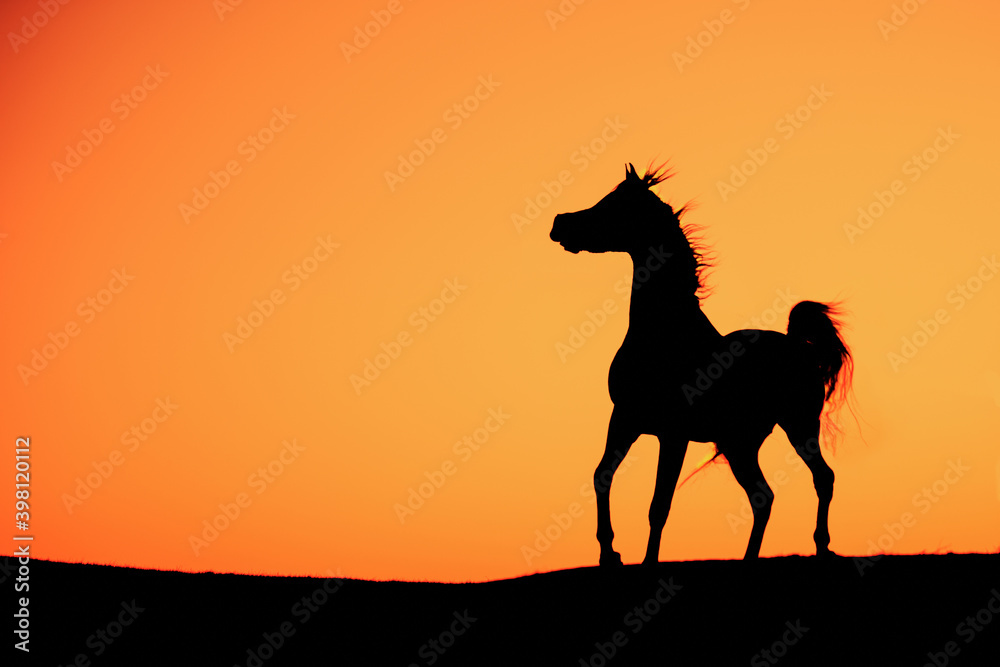 Horse silhouette black strong contrast orange sunset standing tall top of a hill powerful image