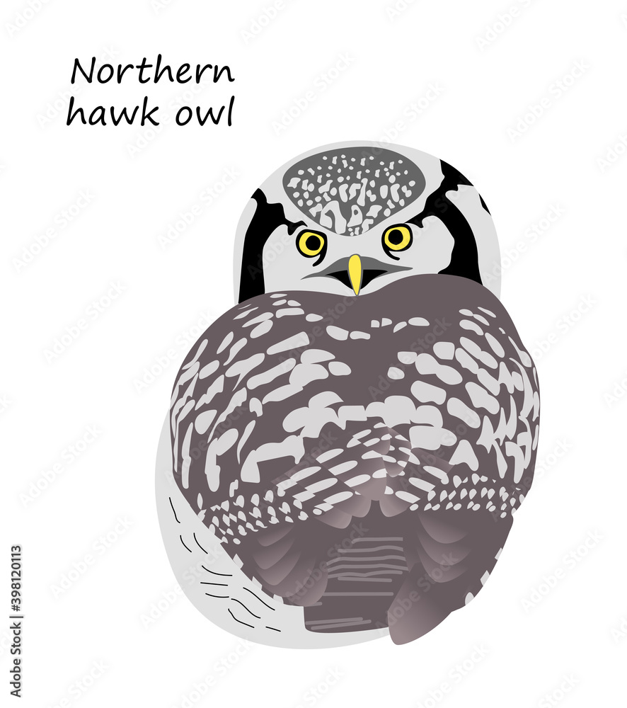 Fototapeta premium Northern hawk owl isolated on white background