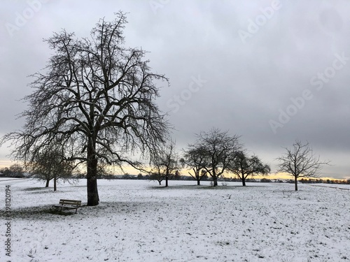 Wallpaper Mural trees in the Snow in Adelberg - by juma  Torontodigital.ca