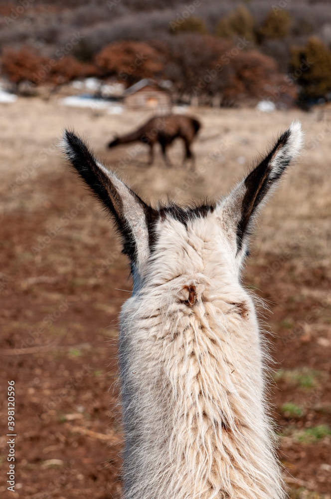 alpaca looking at another alpaca looking at another