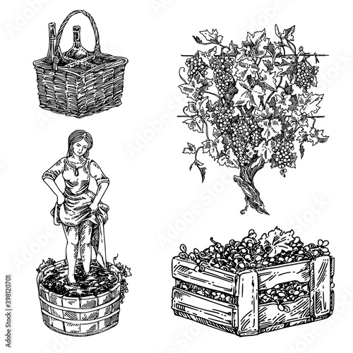 Wine set. Basket with bottle, girl crushed grapes, wooden box with grape and vineyard