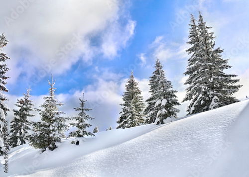 Winter landscape of mountains with of fir forest in snow after snowfall. Carpathian mountains
