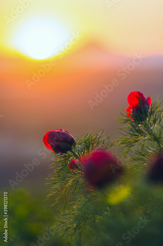 Beautiful peonies flowers in nature at evening sunset. Delicate tranquility is a delightful artistic image of nature.