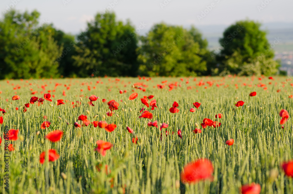  Delightful beautiful poppies flowers at evening sunset.