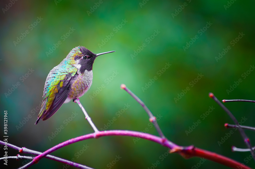 Fototapeta premium Anna Hummingbird perched on a branch