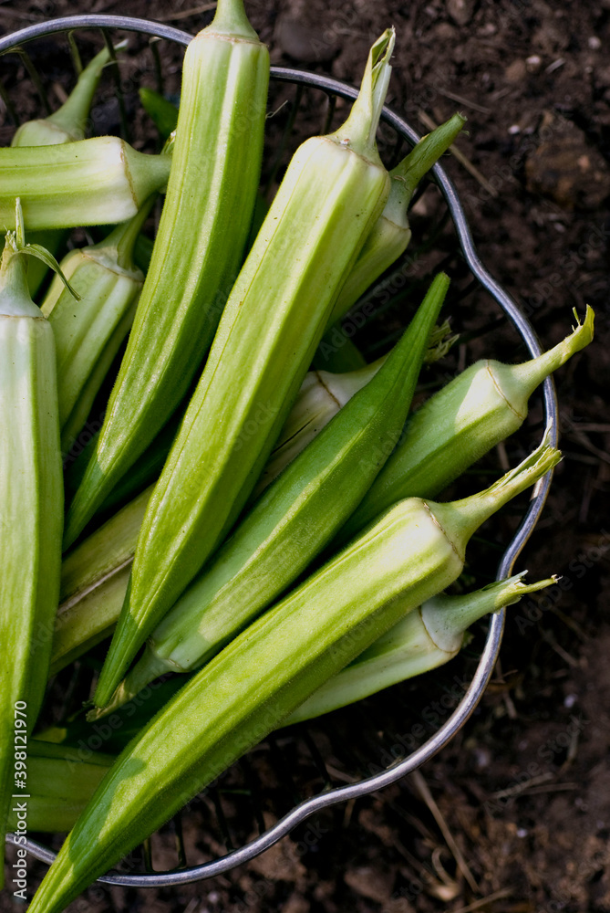 Okra. Cooking ingredients from a farmers markets, Fresh Fruits and vegetables. Classic ingredients and garnishes used in restaurant cooking. Okra. Cooking ingredients from a farmers markets, Fresh Fruits and vegetables. Classic ingredients and garnishes used in restaurant cooking.