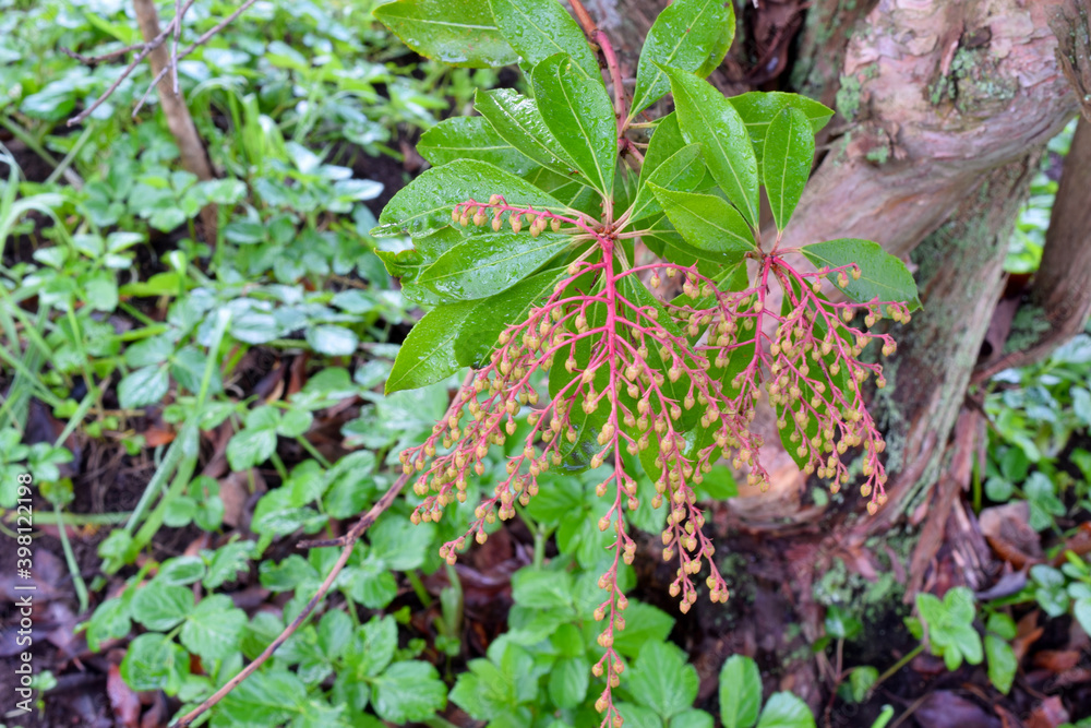 Andromeda Berries 03 Andromeda Berries 03