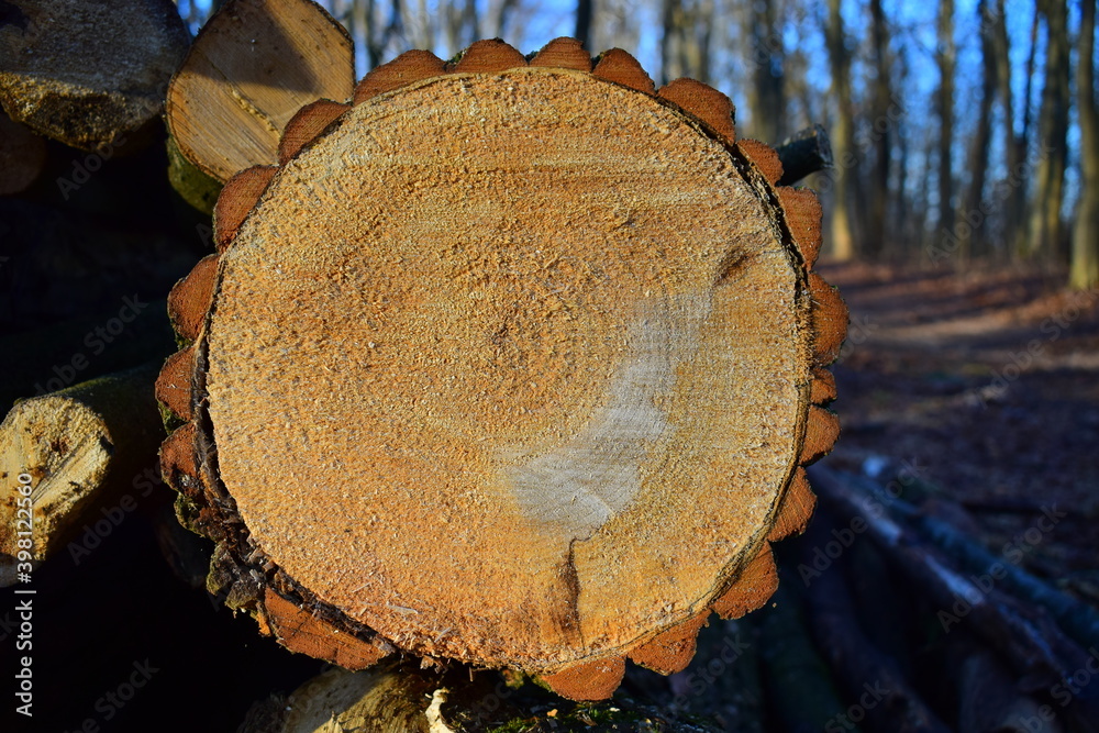 Background of sawn wood.Timber cutting. Background of sawn wood.Timber cutting.