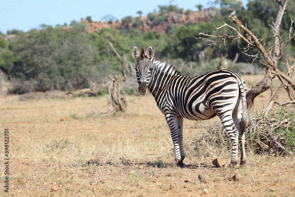 Steppenzebra / Burchell's zebra / Equus burchellii Steppenzebra / Burchell's zebra / Equus burchellii