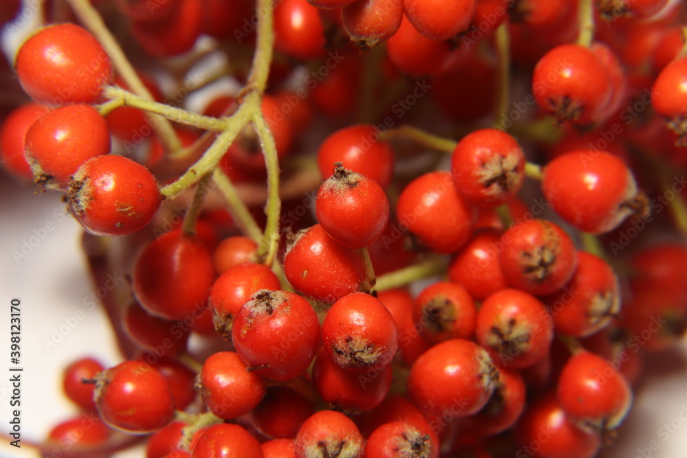 a plant with round and red fruits in the form of clusters and used especially in expressions about New Year.