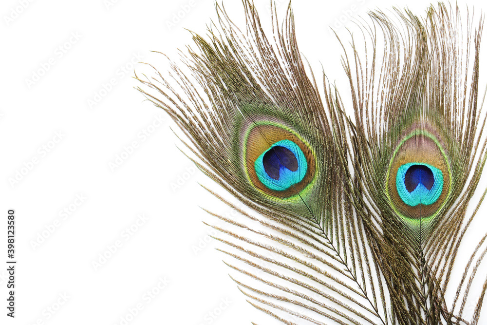 Obraz premium Peacock feathers isolated on white background