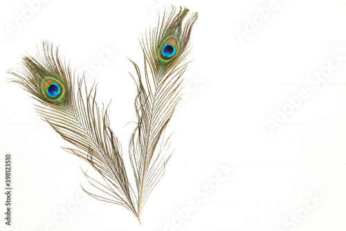 Peacock feathers isolated on white background photo