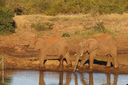 Afrikanischer Elefant   African elephant   Loxodonta africana