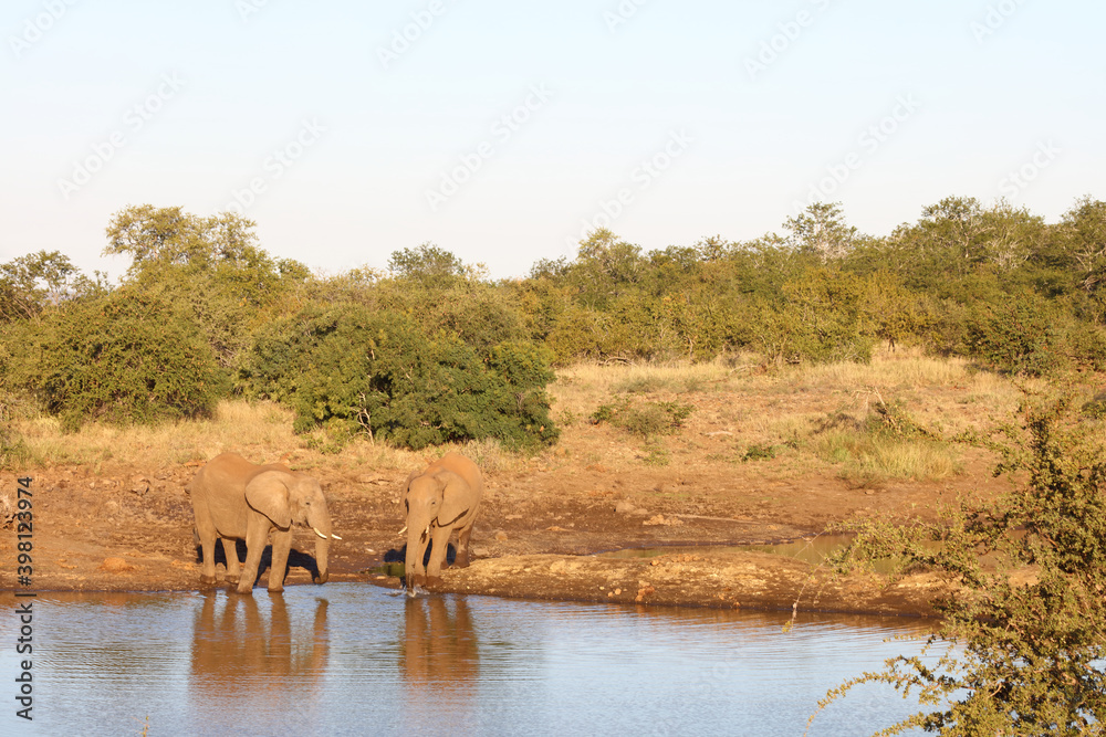 Afrikanischer Elefant / African elephant / Loxodonta africana Afrikanischer Elefant / African elephant / Loxodonta africana