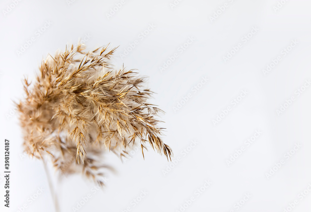 Obraz premium Natural reedson on white background.