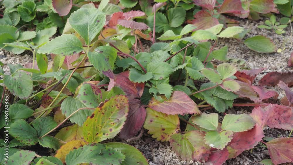 Strawberry bushes in the garden sway in the wind in autumn Strawberry bushes in the garden sway in the wind in autumn