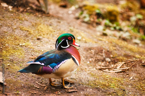 Colorful Male Wood Duck