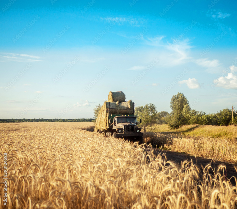Naklejka premium Field of corn
