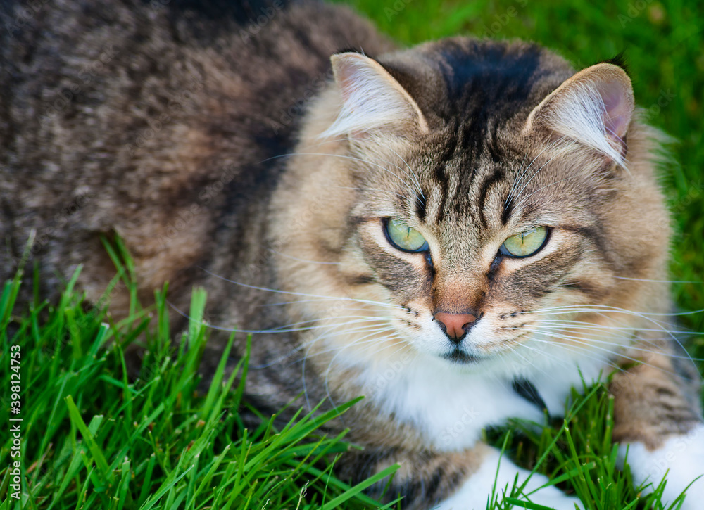 Cat lying in grass