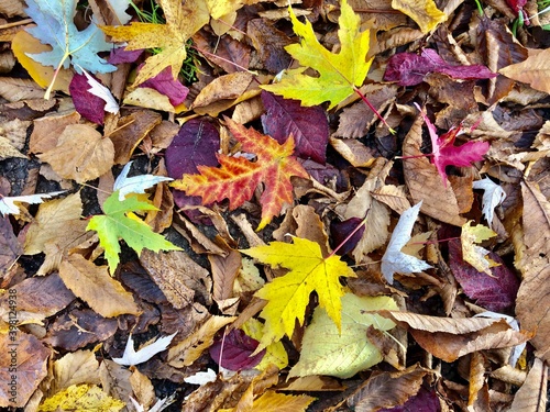 Wallpaper Mural autumn leaves background in Birki - by juma Torontodigital.ca