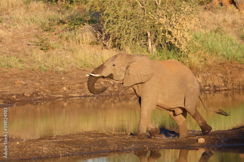 Afrikanischer Elefant   African elephant   Loxodonta africana