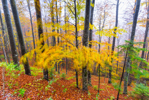 Beech forest in autumn, Ilirska Bistrica, Green Karst, Slovenia, Europe photo