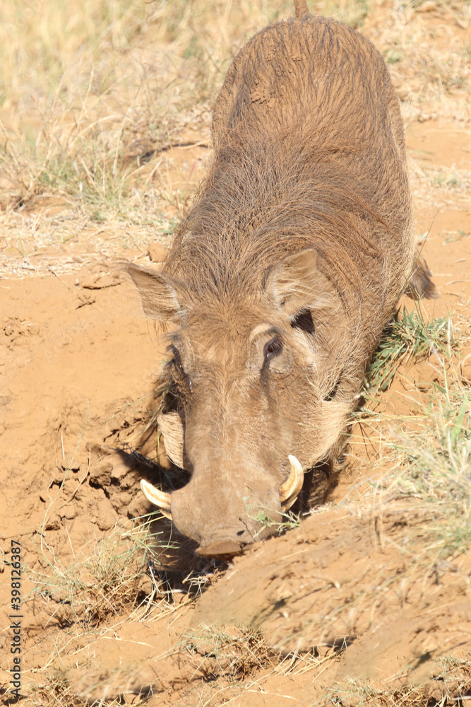 Warzenschwein / Warthog / Phacochoerus africanus Warzenschwein / Warthog / Phacochoerus africanus