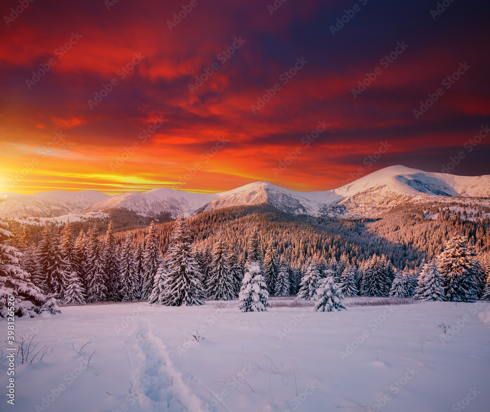 Scenic image of spruces tree in frosty evening. Location place Carpathian mountains, Ukraine.