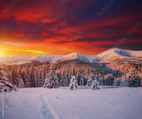 Scenic image of spruces tree in frosty evening. Location place Carpathian mountains, Ukraine. © Leonid Tit