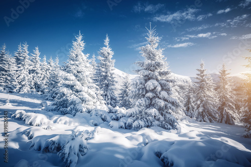 White winter spruces in snow on a frosty day. Location place Carpathian mountains  Ukraine.