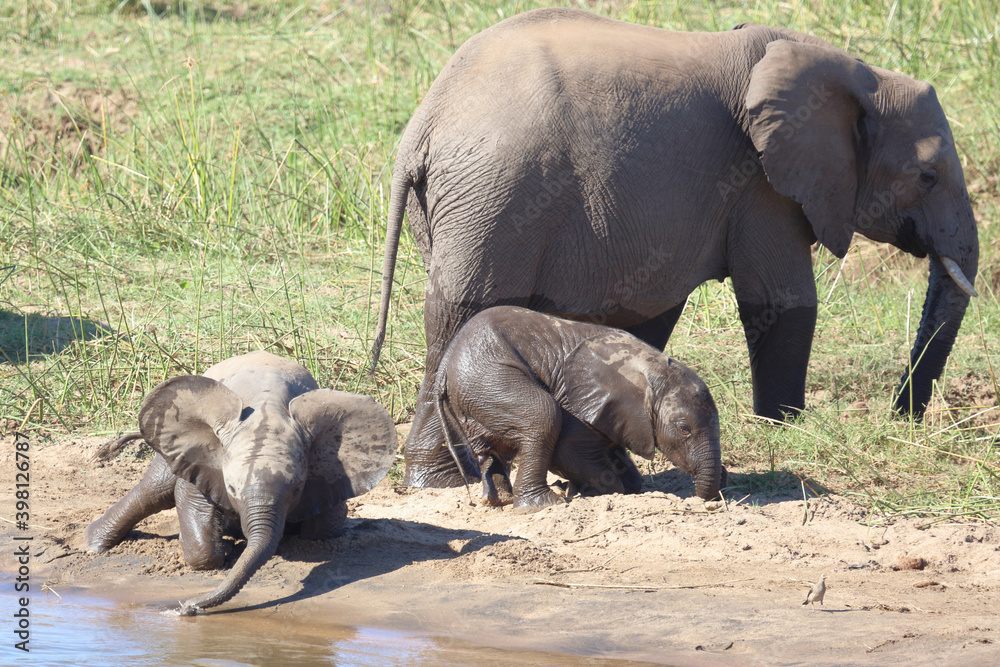 Afrikanischer Elefant / African elephant / Loxodonta africana Afrikanischer Elefant / African elephant / Loxodonta africana