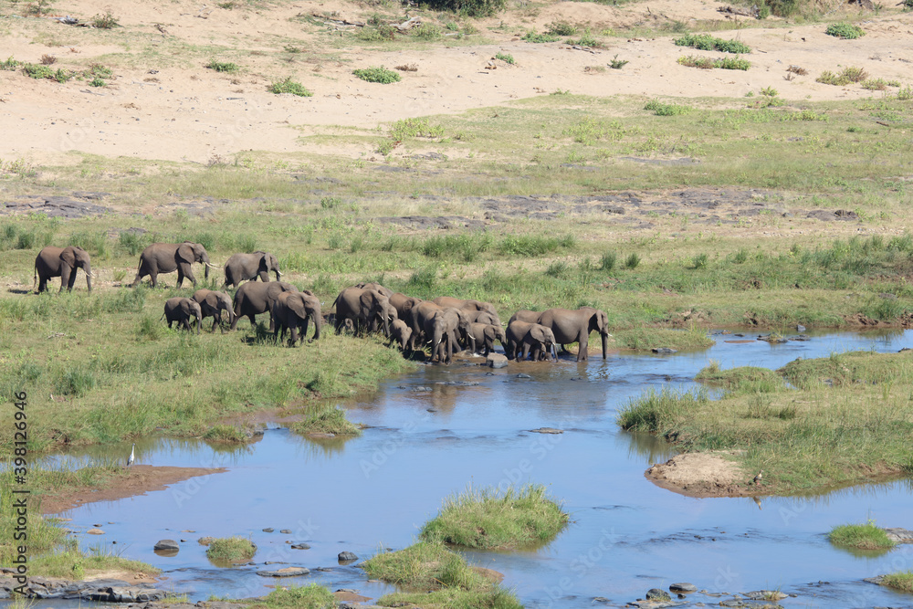 Afrikanischer Elefant im Olifants River/ African elephant in Olifants River / Loxodonta africana Afrikanischer Elefant im Olifants River/ African elephant in Olifants River / Loxodonta africana