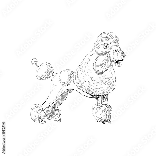 Unusual mixture of animals. 
Poodle dog with lion head. Hybrids species sketch. Fantasy art. Vector illustration clip art.