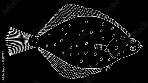 Flounder fish hand drawn. White contour of flatfish on black background. Vector illustration.