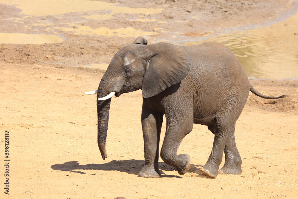 Fototapeta premium Afrikanischer Elefant / African elephant / Loxodonta africana