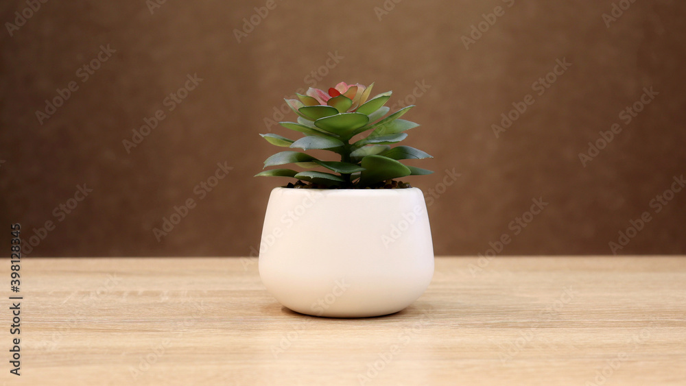 miniature flower in a white flowerpot on a wooden table