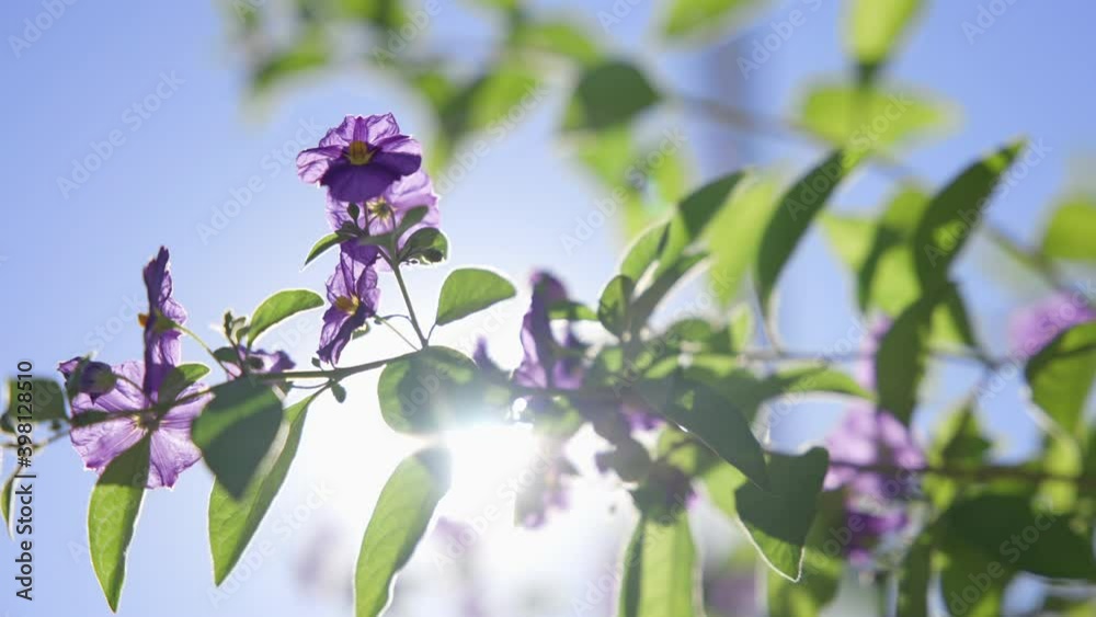 Beautiful purple flowers against blue sky with clouds. Warm sunny day on tropical island. close-up. California. Slow motion. Beautiful purple flowers against blue sky with clouds. Warm sunny day on tropical island. close-up. California. Slow motion.