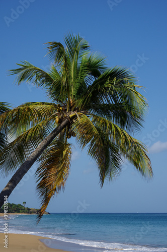 Palmier sur une plage de Guadeloupe, dans les Antilles françaises. © Florian