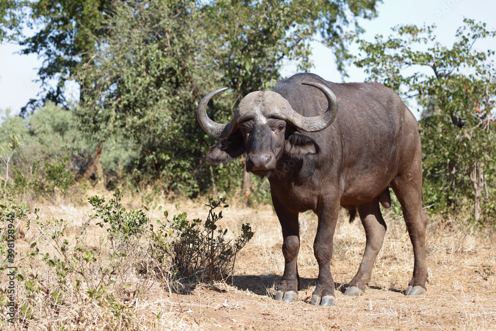 Fototapeta premium Kaffernbüffel / Buffalo / Syncerus caffer