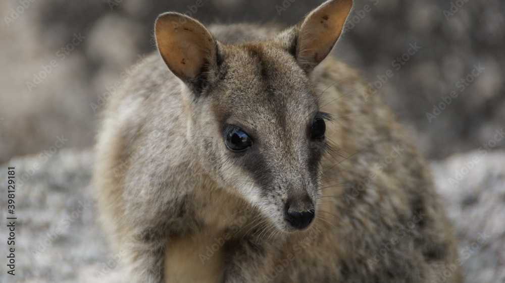 Naklejka premium Close up of a walliby. 