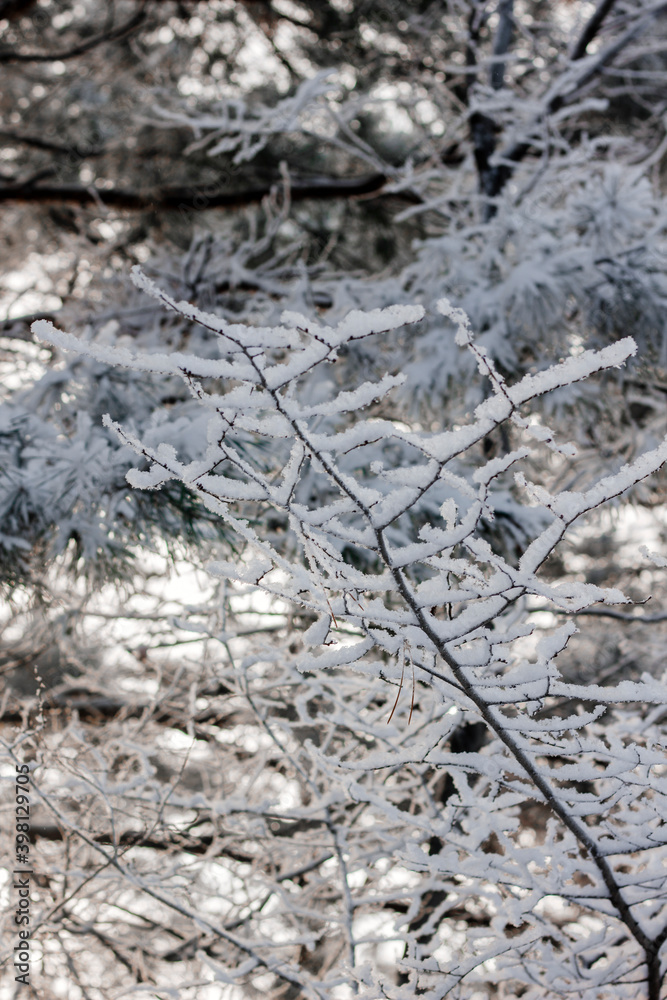 winter, tree branches are covered with fluffy white snow with large snowflakes in the forest, everything is frozen, close-up view