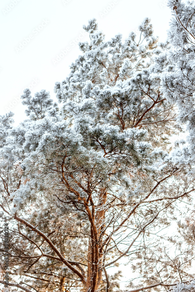 winter forest, tall pines with fluffy branches covered with snow, pine forest winter forest, tall pines with fluffy branches covered with snow, pine forest