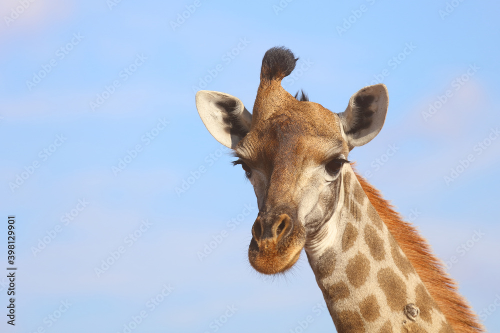 Naklejka premium Giraffe / Giraffe / Giraffa Camelopardalis