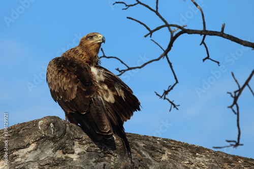 Wahlbergsadler / Wahlberg's  Eagle / Aquila wahlbergi photo