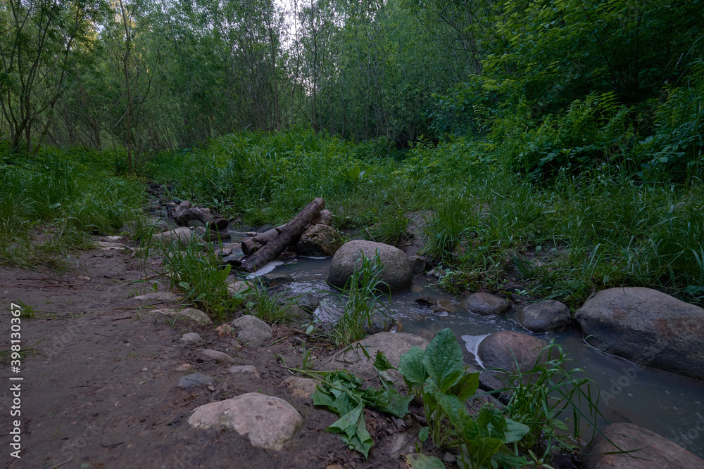 stream in the forest stream in the forest