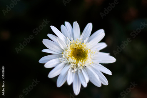 Close up of a white daisy flower